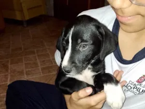 Cachorro raça Srd idade 2 a 6 meses nome Oreo bebê porte P