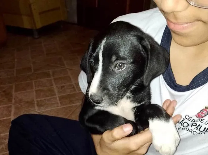 Cachorro raça Srd idade 2 a 6 meses nome Oreo bebê porte P