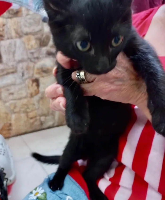 Gato raça Srd idade 2 a 6 meses nome Shoyu bb3meses 