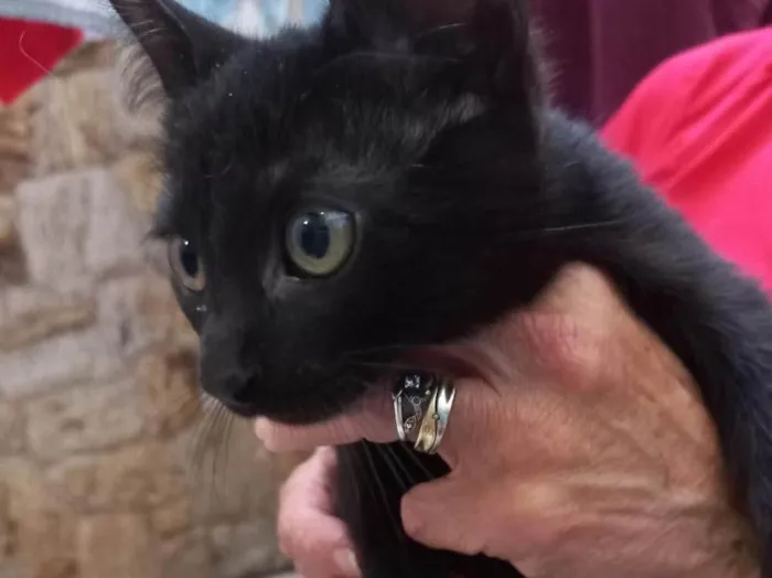 Gato raça Srd idade 2 a 6 meses nome Shoyu bb3meses 