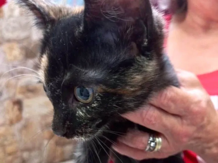 Gato raça Srd idade 2 a 6 meses nome Adelle bb3meses 