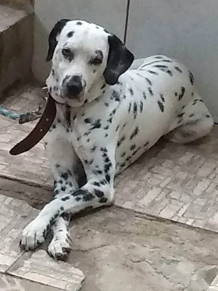 Cachorro raça Dálmata  idade 5 anos nome Bolt 