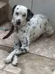 Bolt