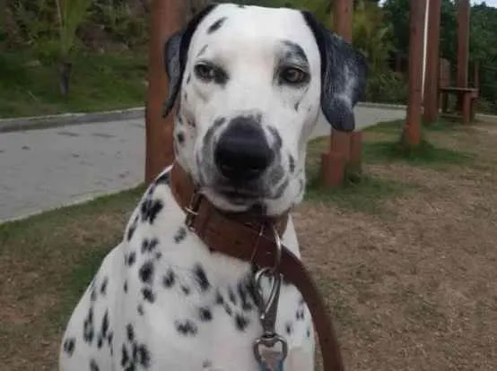 Cachorro raça Dálmata  idade 5 anos nome Bolt 