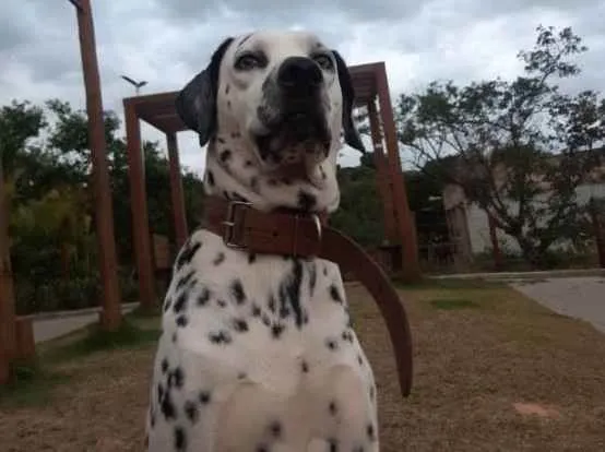 Cachorro raça Dálmata  idade 5 anos nome Bolt 
