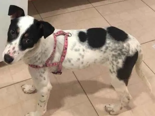 Cachorro raça Srd idade 7 a 11 meses nome Luna
