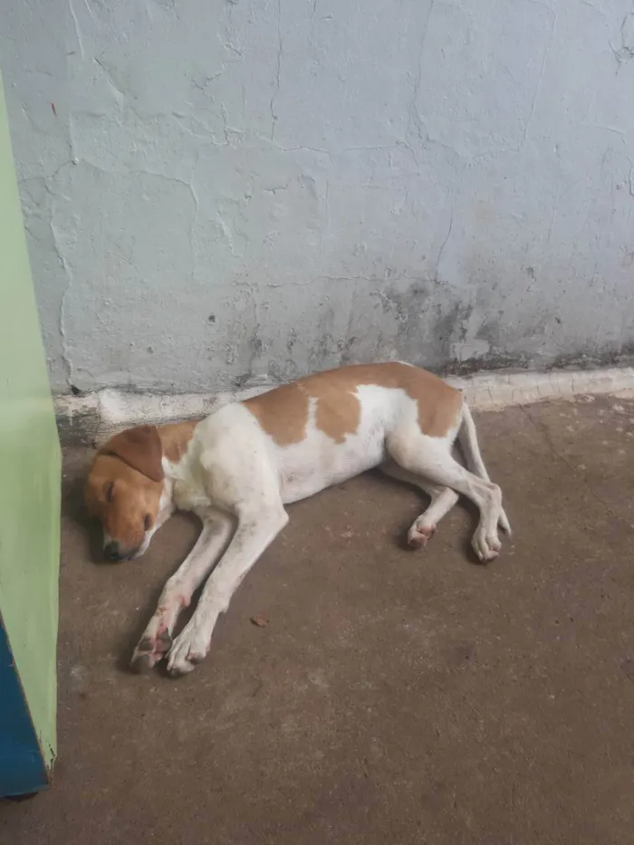 Cachorro ra a Vira lata idade 4 anos nome Téo 