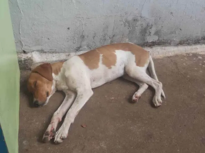 Cachorro ra a Vira lata idade 4 anos nome Téo 