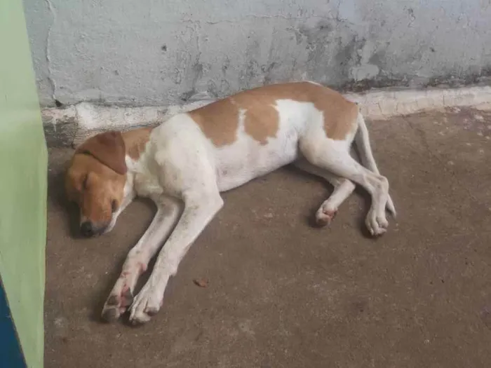 Cachorro ra a Vira lata idade 4 anos nome Téo 