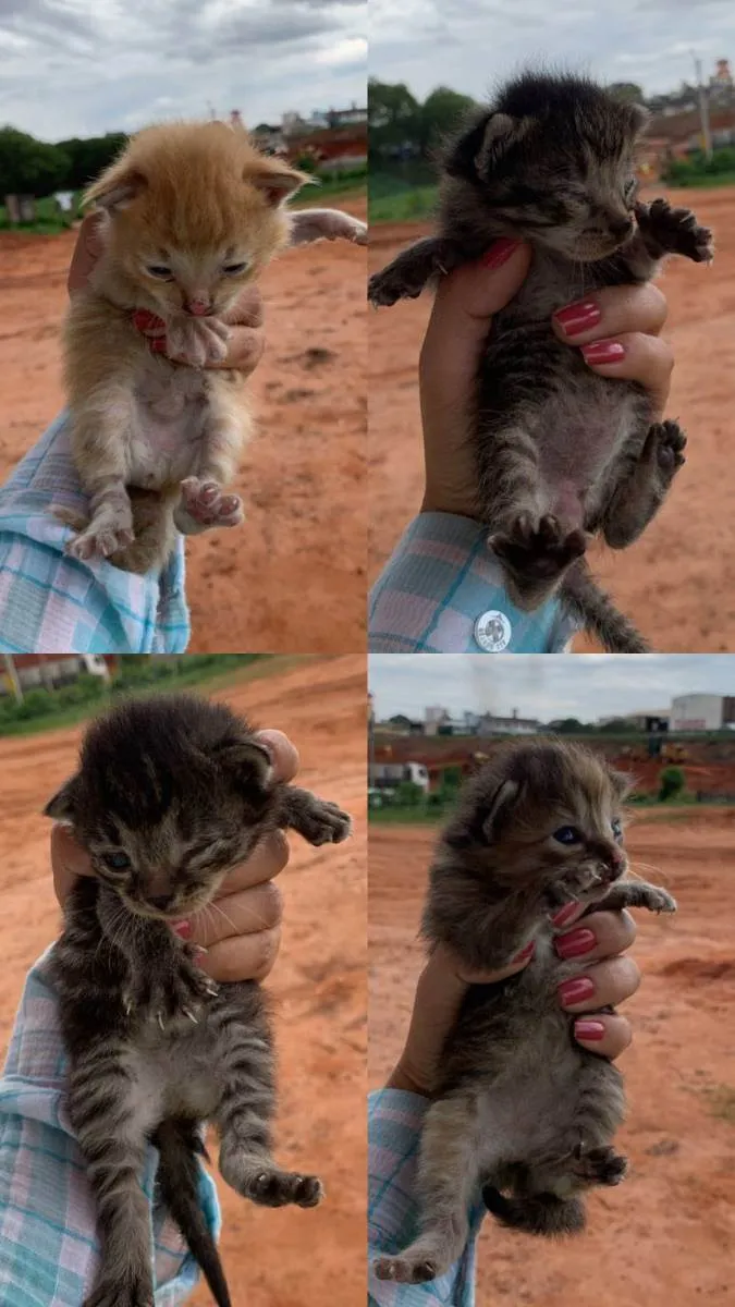 Gato ra a Vira-lata idade Abaixo de 2 meses nome Não tem nome ainda 