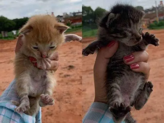 Gato ra a Vira-lata idade Abaixo de 2 meses nome Não tem nome ainda 