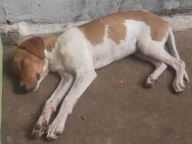 Cachorro ra a Vira lata idade 4 anos nome Téo 