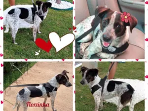 Cachorro raça SRD idade 1 ano nome Florzinha