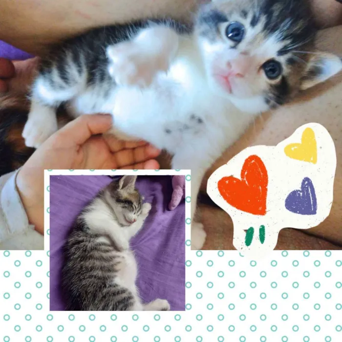 Gato raça SRD idade Abaixo de 2 meses nome Bebezinho