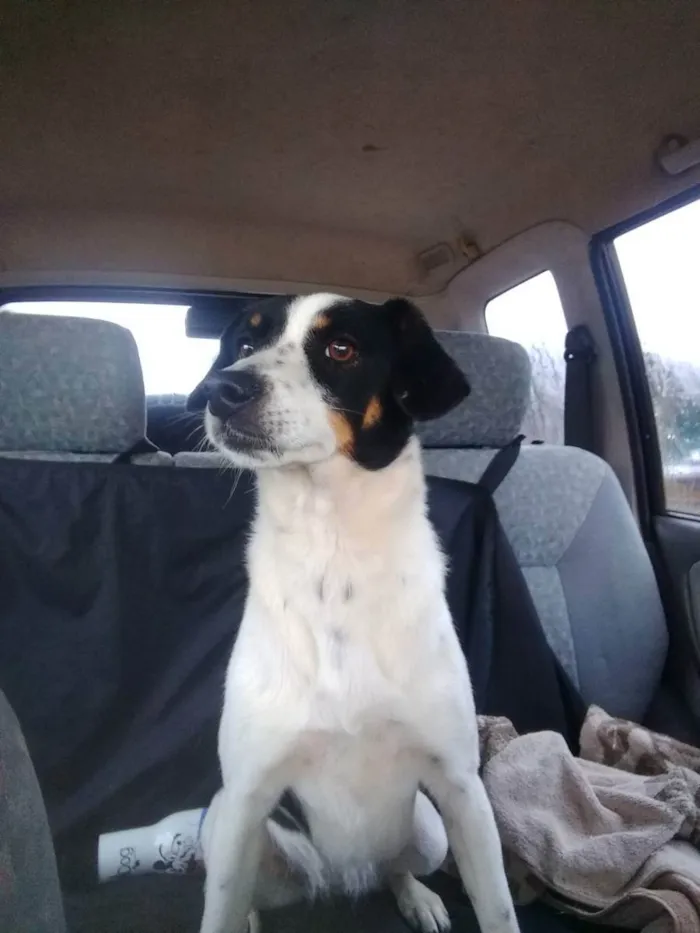 Cachorro raça SRD idade 1 ano nome Princesa