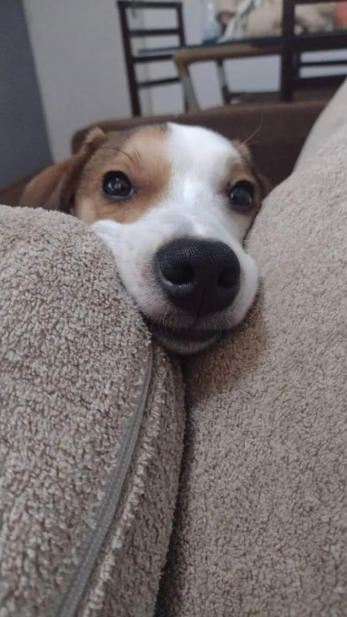 Cachorro ra a Vira lata idade 7 a 11 meses nome Encrenca