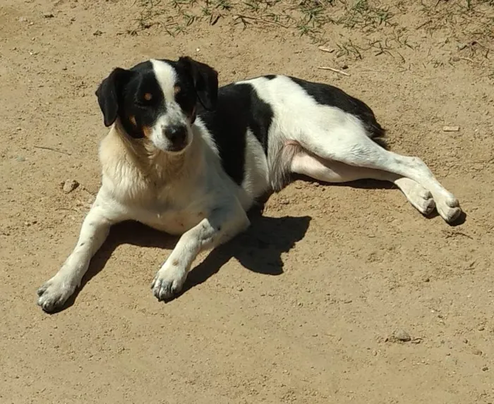 Cachorro raça SRD idade 1 ano nome Princesa