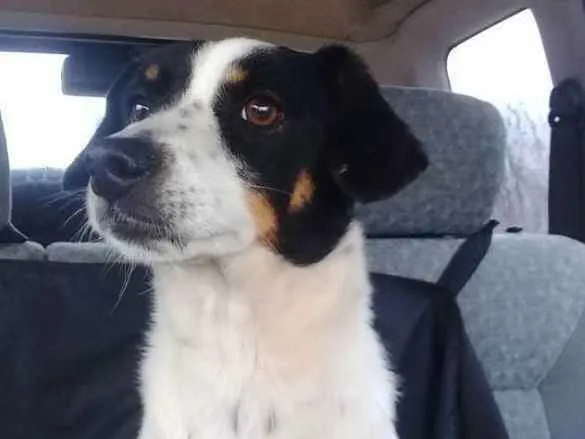 Cachorro raça SRD idade 1 ano nome Princesa
