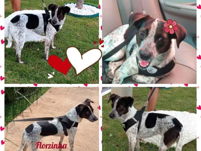 Cachorro raça SRD idade 1 ano nome Florzinha