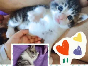 Gato raça SRD idade Abaixo de 2 meses nome Bebezinho