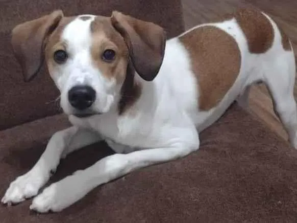 Cachorro ra a Vira lata idade 7 a 11 meses nome Encrenca