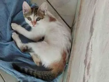 Gato ra a Gato idade 2 a 6 meses nome Lís