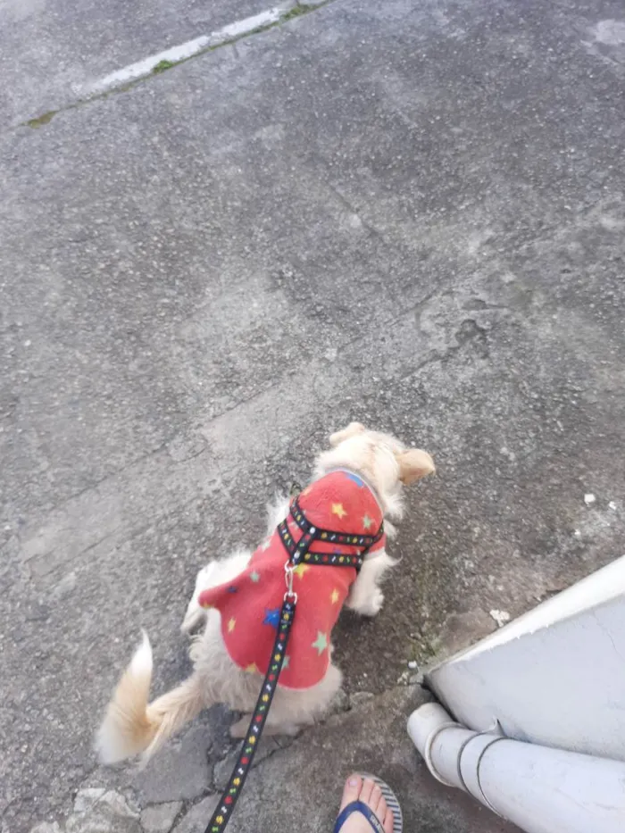 Cachorro ra a Vira lata  idade 3 anos nome Nessa 