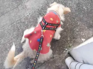 Cachorro raça Vira lata  idade 3 anos nome Nessa 