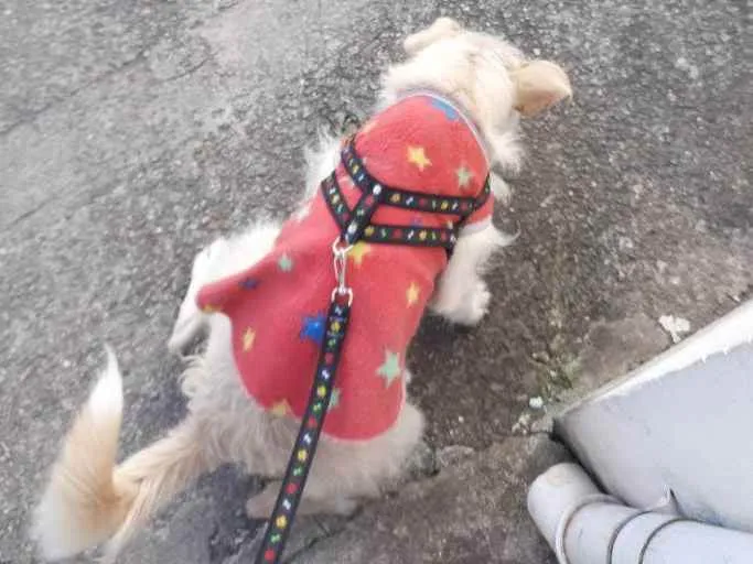 Cachorro ra a Vira lata  idade 3 anos nome Nessa 