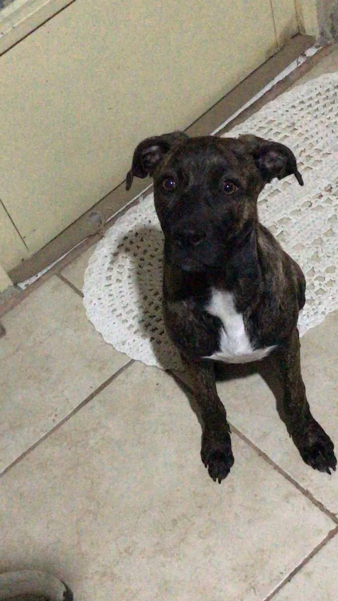 Cachorro ra a Indefinida  idade 7 a 11 meses nome Maggie