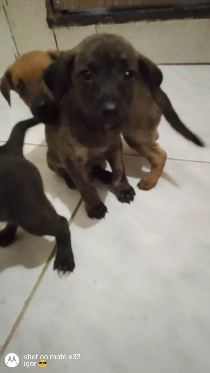 Cachorro ra a Vira lata idade 2 a 6 meses nome Não tem 