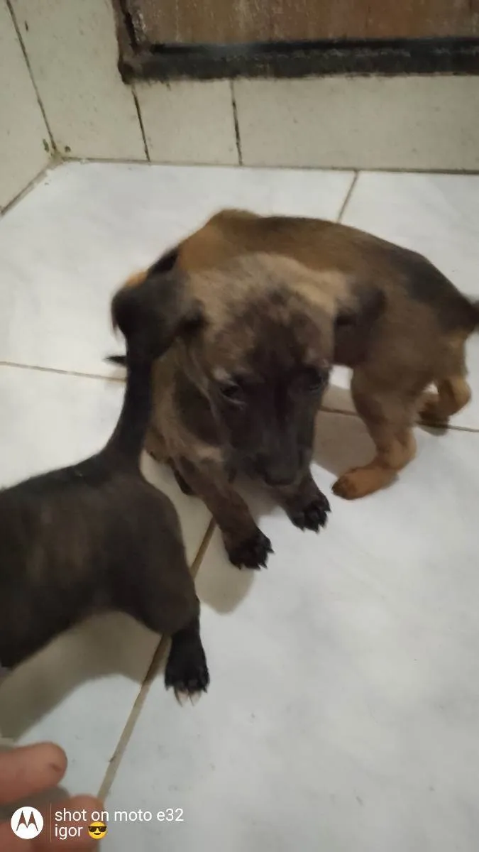 Cachorro ra a Vira lata idade 2 a 6 meses nome Não tem 