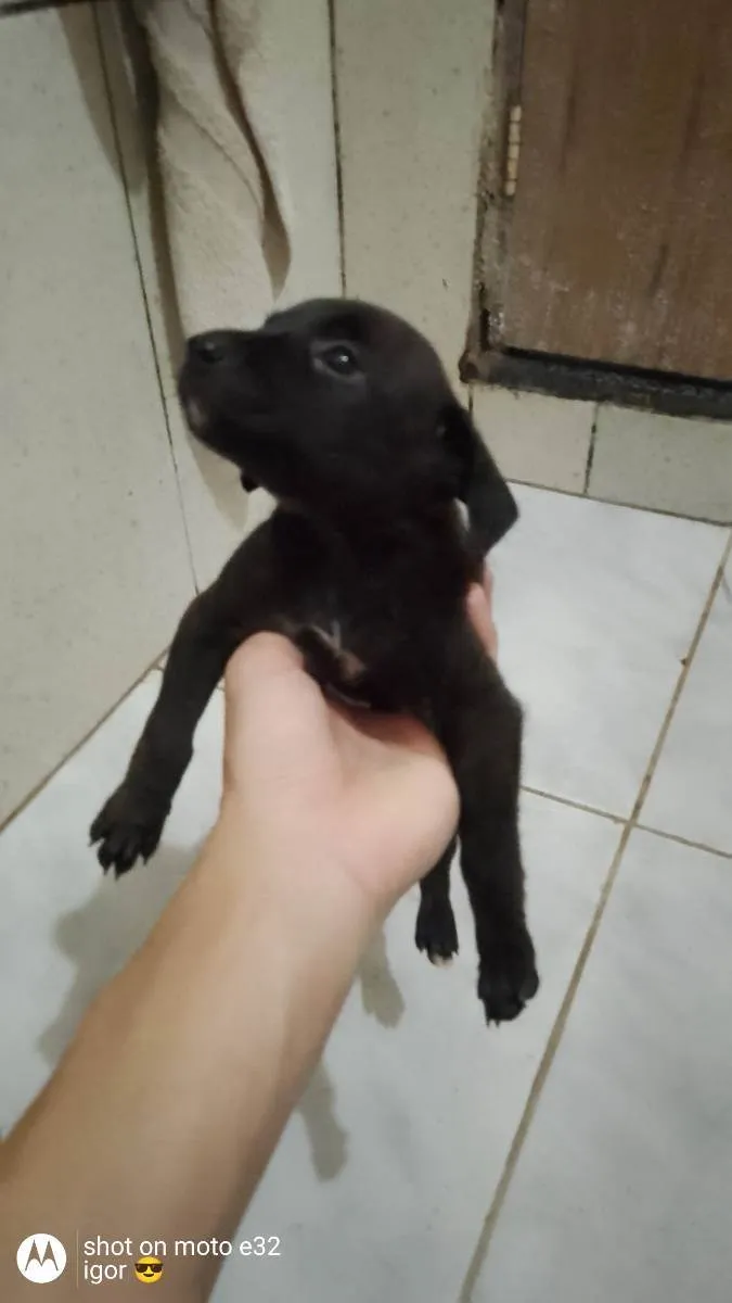 Cachorro ra a Vira lata idade 2 a 6 meses nome Não tem 