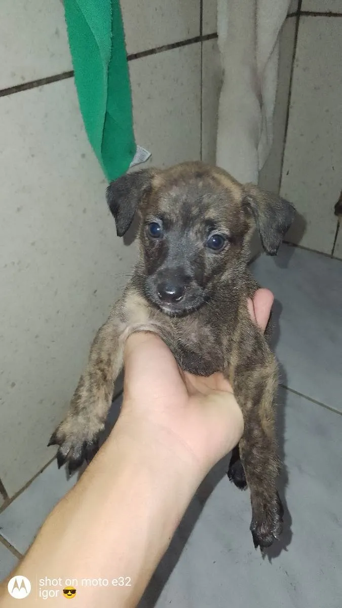 Cachorro ra a Vira lata idade 2 a 6 meses nome Não tem 