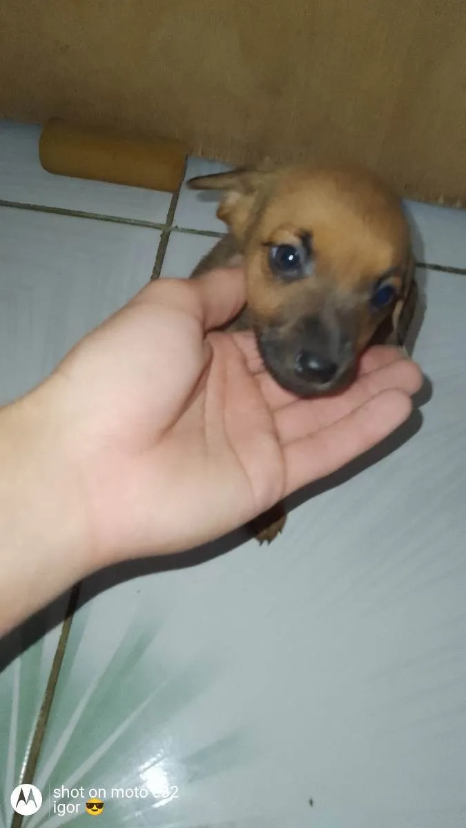 Cachorro ra a Vira lata idade 2 a 6 meses nome Não tem 