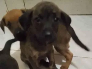 Cachorro raça Vira lata idade 2 a 6 meses nome Não tem 