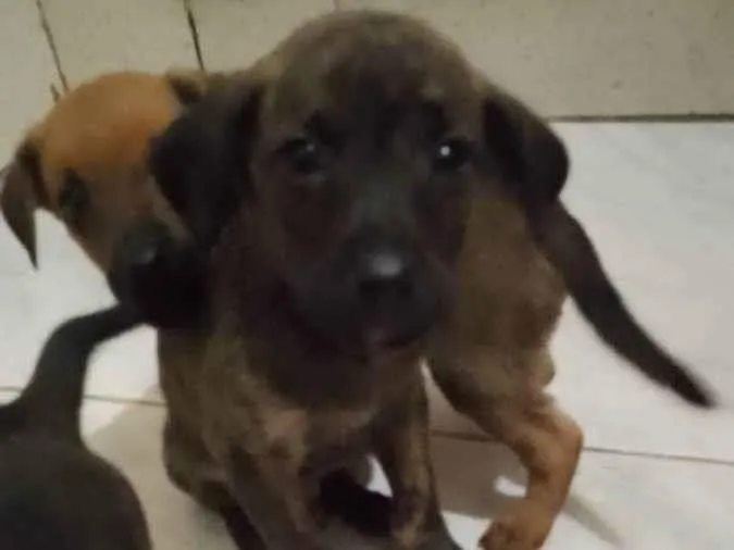 Cachorro ra a Vira lata idade 2 a 6 meses nome Não tem 