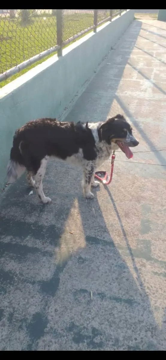 Cachorro raça BORDER COLLIE  idade 3 anos nome Mayla 