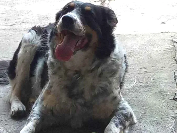 Cachorro raça BORDER COLLIE  idade 3 anos nome Mayla 
