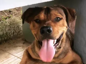 Cachorro raça Pitbull / viralata idade 2 anos nome Lucky