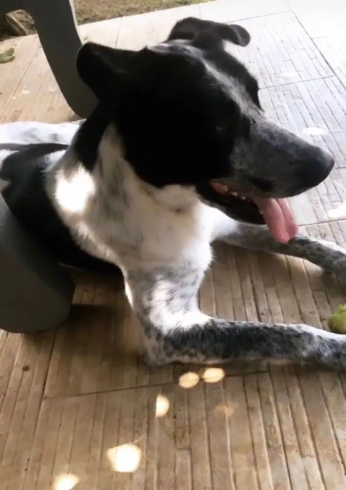 Cachorro ra a Burd collie com viralata idade 3 anos nome Malha