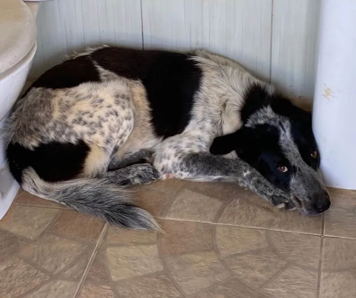 Cachorro ra a Burd collie com viralata idade 3 anos nome Malha