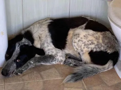 Cachorro raça Burd collie com viralata idade 3 anos nome Malha