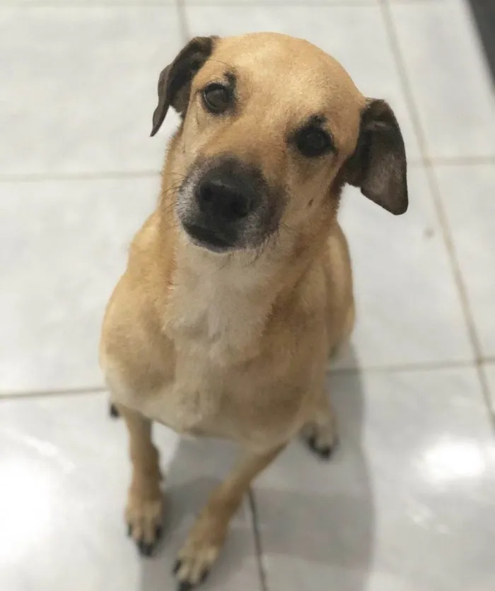 Cachorro ra a Vira-lata idade 4 anos nome Max