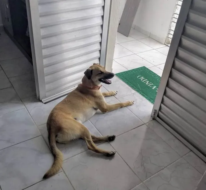 Cachorro ra a Vira-lata idade 4 anos nome Max