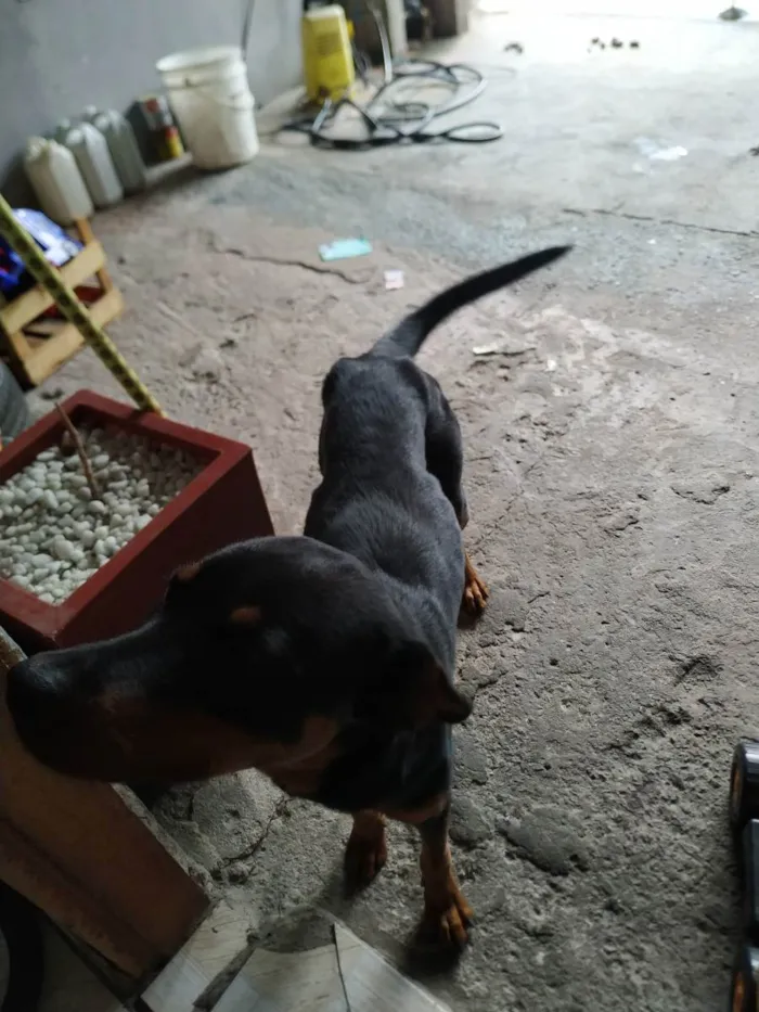 Cachorro ra a Rottweiler  idade 1 ano nome Laquanda 