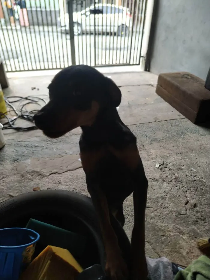 Cachorro ra a Rottweiler  idade 1 ano nome Laquanda 