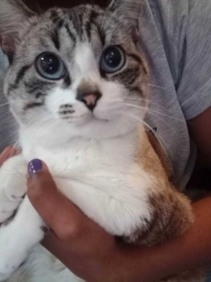 Gato ra a Não sei idade 1 ano nome Luan