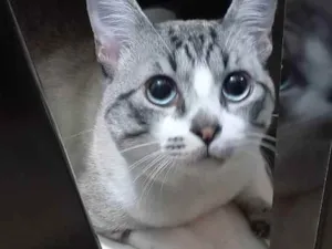 Gato raça Não sei idade 1 ano nome Luan