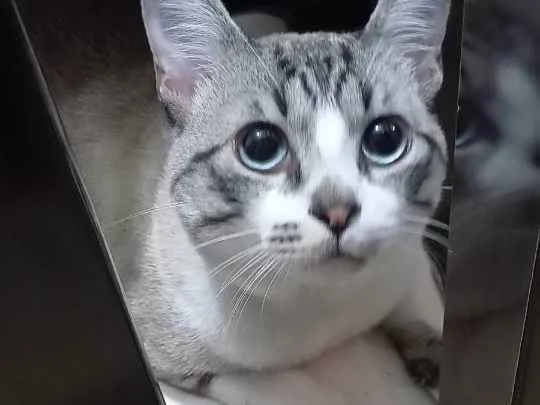 Gato ra a Não sei idade 1 ano nome Luan
